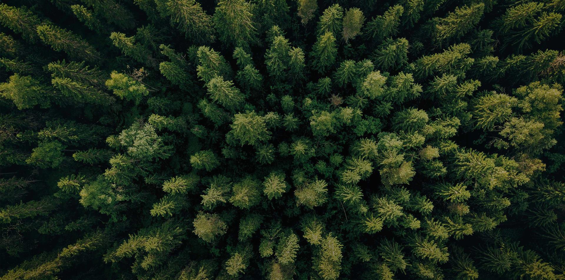 堅(jiān)持走生態(tài)優(yōu)先、綠色低碳的發(fā)展道路